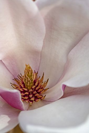Magnolia Blossom Essential Oil Aroma